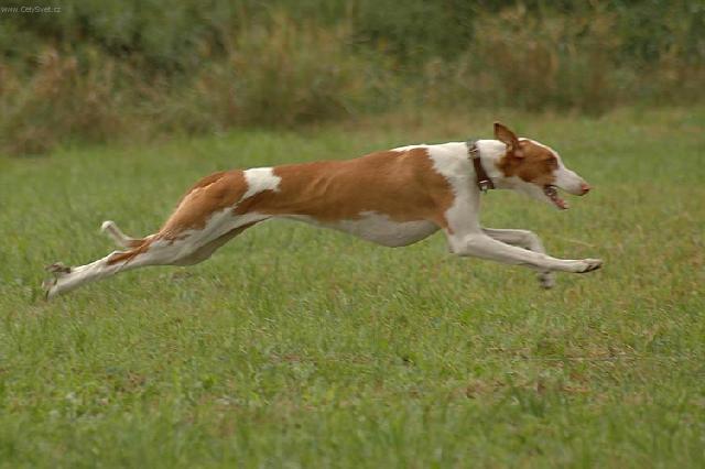 podenco ibicenco en pleine course