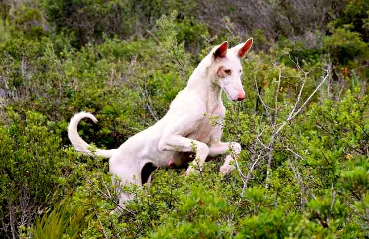 podenco ibicenco en train de sauter