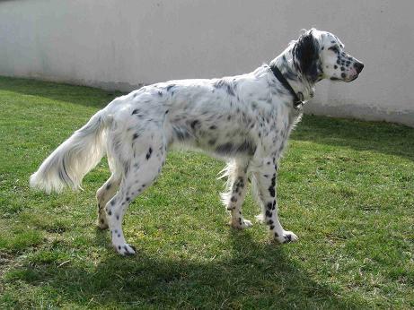 setter anglais