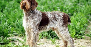 spinone