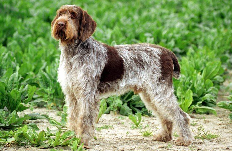 spinone