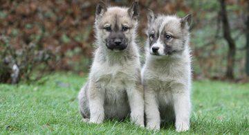 2 chiots groenlandais 3 mois