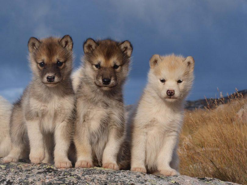 3 chiots groenlandais 3 mois