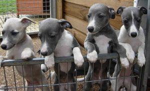 Le whippet : fiche descriptive des caractéristiques de ce petit chien...