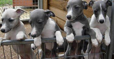 4 chiots whippet