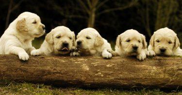 5 chiots golden retriever