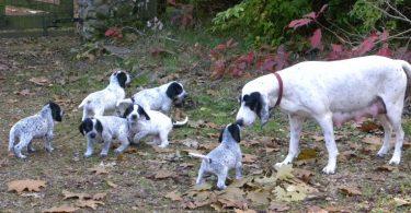 6 chiots ariégeois avec leur mère