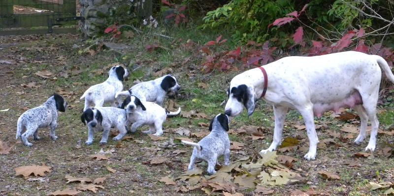 6 cachorros Ariège con su madre