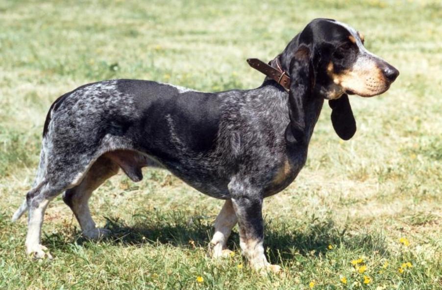 basset bleu de gascogne