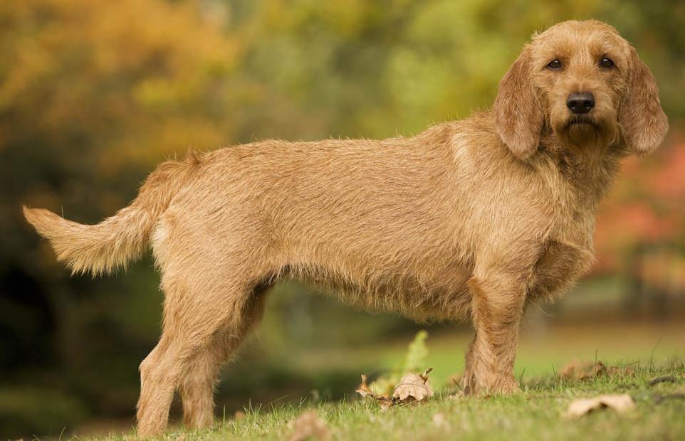 basset fauve de bretagne