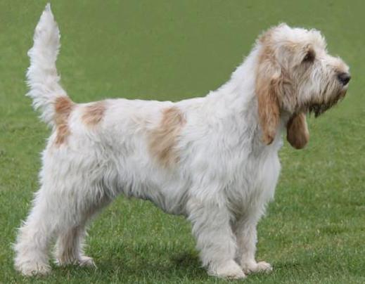 basset griffon vendéen