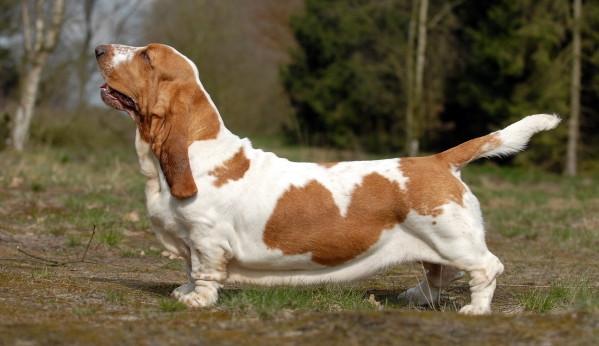 basset hound