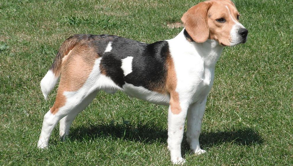 beagle