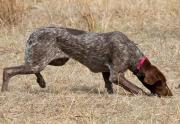 chien qui renifle une odeur