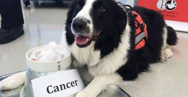chien qui déteste le cancer