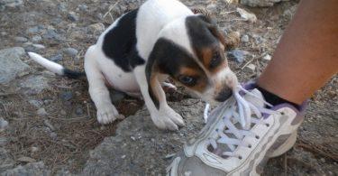 chiot ariégeois qui joue avec les lacets de basket