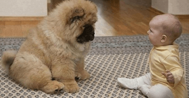 chiot chow-chow avec un bébé