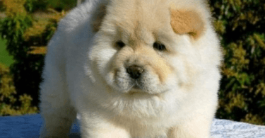 chiot chow-chow blanc