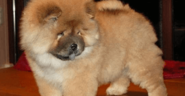 chiot chow-chow crème