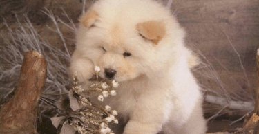 chiot chow-chow trop mignon