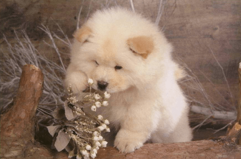 chiot chow-chow trop mignon