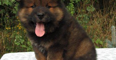 chiot eurasier