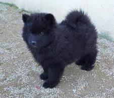 cachorro eurasier negro