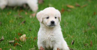 chiot golden retriever blanc