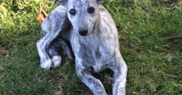 chiot whippet bringé