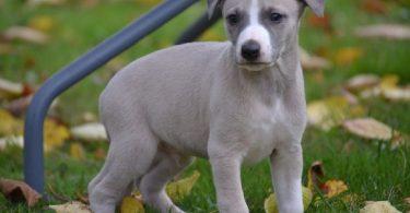 chiot whippet gris