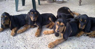 chiots bruno du jura