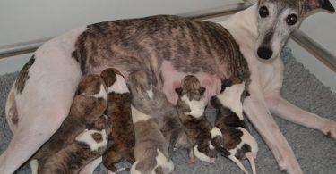 chiots whippet qui tètent leur mère