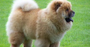 chow-chow