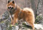 eurasier