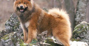 eurasier