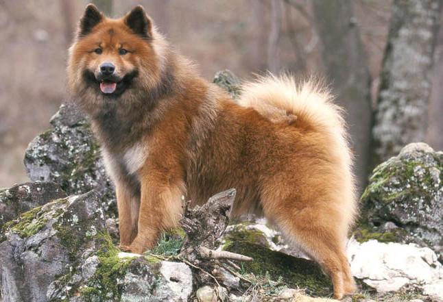 eurasier