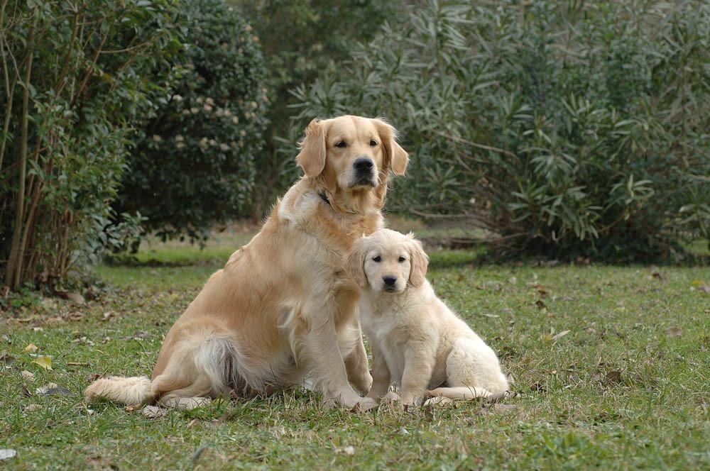 femelle golden retriever et son petit