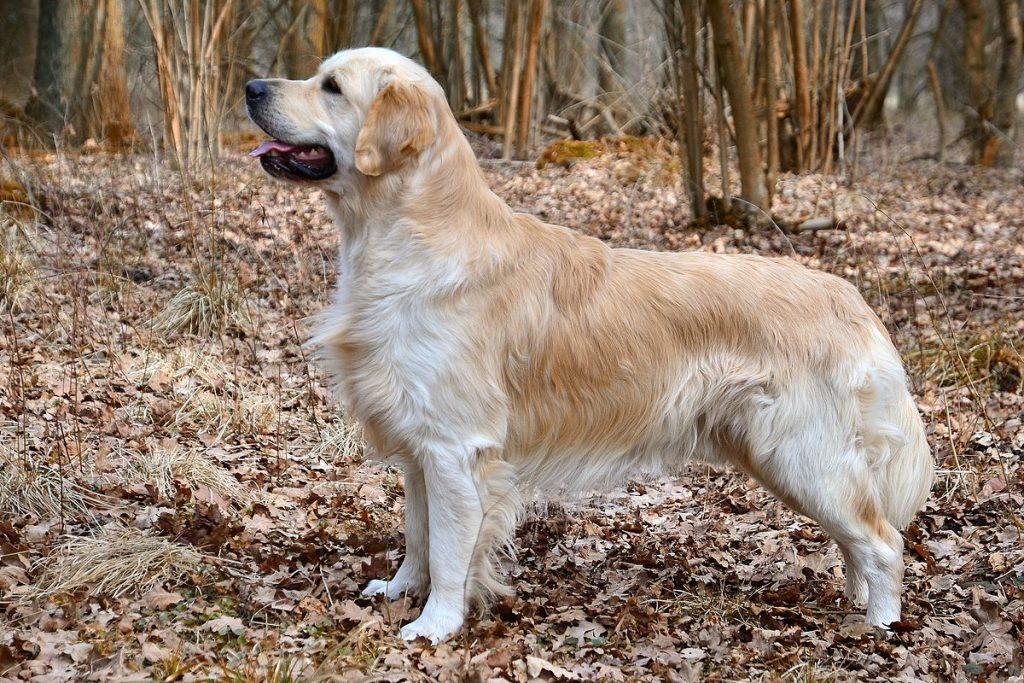 Le golden retriever fiche descriptive de ce chien de taille moyenne...