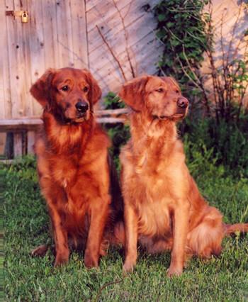 golden retriever roux