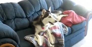 Husky devant la tv