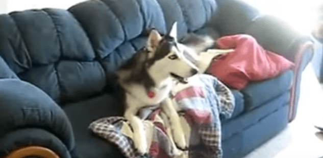 Husky devant la tv