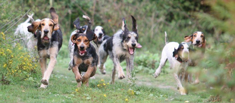 Chien Courant Pour La Chasse Ce Chien De Traque Est Un