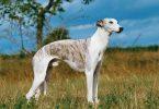 whippet