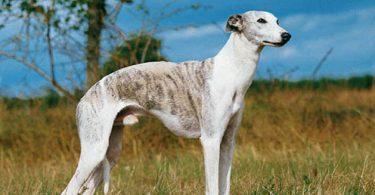 whippet