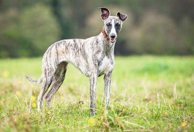 Le whippet : fiche descriptive des caractéristiques de ce petit chien...