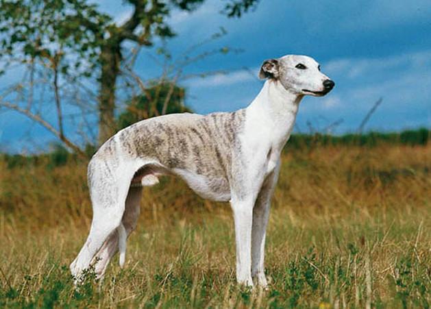 whippet