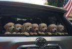 photos de golden retriever