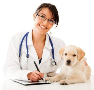 assurance santé chien