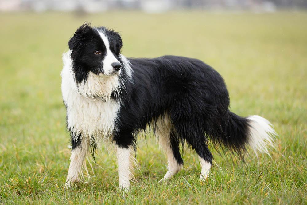 border collie