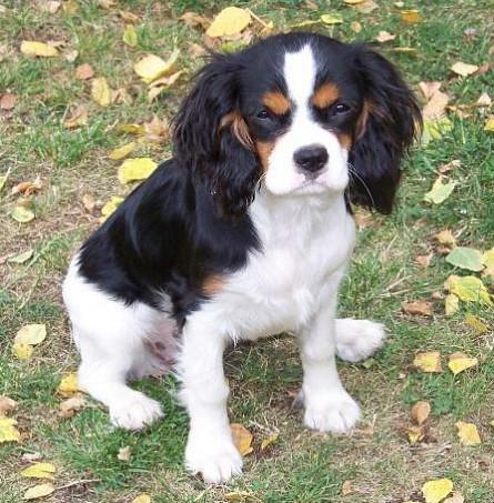 Cavalier King Charles actuel